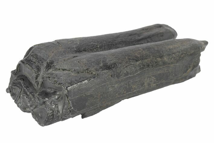 Pleistocene Aged Fossil Horse Tooth - South Carolina #247903